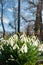 Galanthus nivalis - the snowdrop is widely grown in gardens, in northern Europe, and is widely naturalised in woodlands