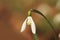 Galanthus nivalis. It is spread across Europe, Southwest Asia and North Africa.