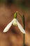 Galanthus nivalis. It is spread across Europe, Southwest Asia and North Africa.