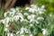 Galanthus Ophelia snowdrops