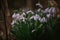 Galanthus plicatus flower in full bloom. The pure white plant that heralds the arrival of spring