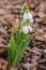 Galanthus plicatus in the garden