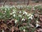 Galanthus or snowdrop family of Amaryllis