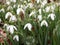 Galanthus or snowdrop family of Amaryllis