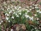 Galanthus or snowdrop family of Amaryllis