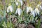 Galanthus Snowdrop Flowers in Spring