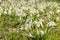 Galanthus - snowdrop - Spring flower