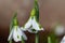Galanthus South Hayes snowdrops