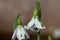 Galanthus South Hayes snowdrops