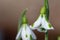 Galanthus South Hayes snowdrops