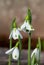 Galanthus South Hayes snowdrops