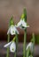 Galanthus South Hayes snowdrops