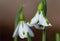 Galanthus South Hayes snowdrops