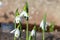 Galanthus South Hayes snowdrops