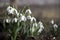 Galanthus - spring bulb plant, white early flowers in the garden, background. Snowdrops