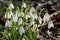 Galanthus spring messanger