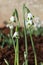 Galanthus Turncoat snowdrops