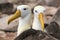 Galapagos Albatross aka Waved albatross pair nesting on Espanola Island