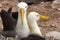 Galapagos Albatross aka Waved albatross pair nesting on Espanola Island