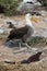 Galapagos albatross aka waved albatross walking by christmas iguana