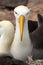 Galapagos Albatross aka Waved albatrosses on Espanola Island, Galapagos Islands