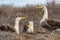 Galapagos Albatross aka Waved albatrosses mating dance courtship ritual