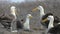 Galapagos Albatross aka Waved albatrosses mating dance courtship ritual