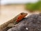 Galapagos Albemarle Lava Lizard Microlophus albemarlensis