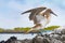 Galapagos animals. Blue-footed Booby - Iconic famous galapagos wildlife