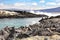 Galapagos animals - Marine Iguana and Flightless cormorant on Fernandina Island