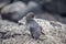 Galapagos baby Penguins(Spheniscus mendiculus) standing on a rock , Isabela