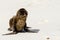 Galapagos Baby Sea Lion