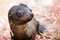 Galapagos Baby Sea Lion