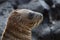 Galapagos Baby Sea Lion