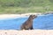 Galapagos baby sea lion close up in the wild