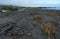 Galapagos beach with lava fields and cactus