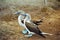 Galapagos Blue Footed Boobies