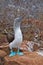 Galapagos blue-footed booby