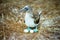 Galapagos Blue Footed Booby and eggs