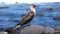 Galapagos Blue footed Booby - Iconic famous galapagos wildlife