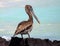 The Galapagos Brown Pelican