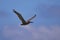 Galapagos brown pelican flying in the blue sky