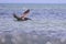 Galapagos brown pelican flying over the sea water