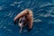 Galapagos Brown Pelican in the Ocean