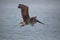 Galapagos Brown Pelican Pelecanus occidentalis urinator flying with wings spread open Galapagos Islands