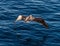 Galapagos Brown Penguin Takes Flight