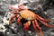 Galapagos Crab