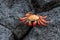 Galapagos crab standing in a black rock