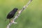 Galapagos Darwin Black Finch