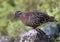 Galapagos dove perched on a rock on Santa Cruz Island in the Galapagos, Ecuador.